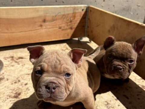 American-bully-03