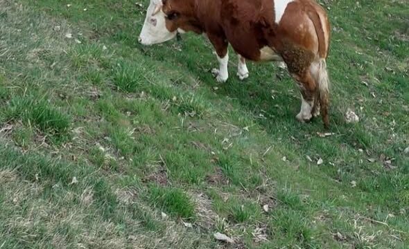 Prodaja 2 mirne krave Prozor-Rama