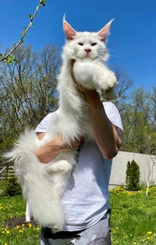 1mainecoonM0626