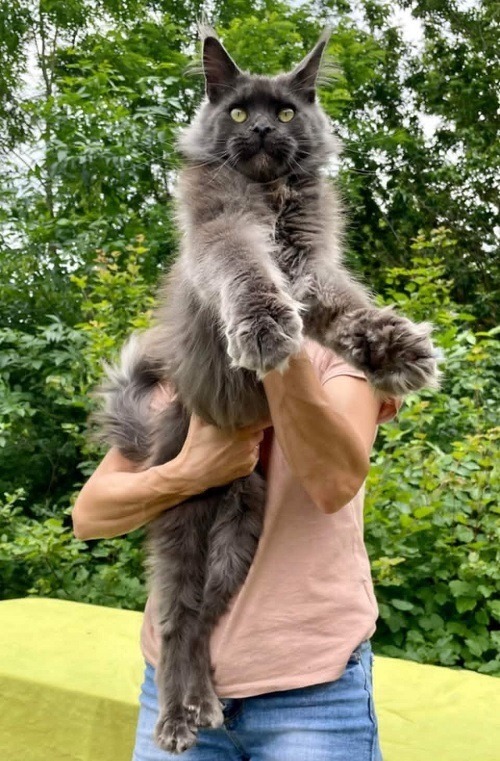 2mainecoonM0626