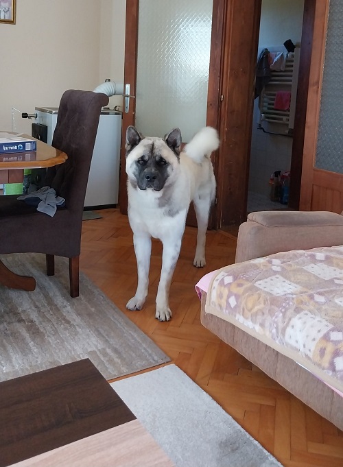 3americkaakitaD0626