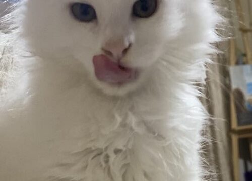 3mainecoonM0626