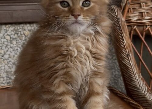 4mainecoonM0626