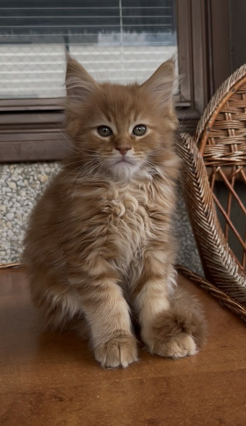 4mainecoonM0626