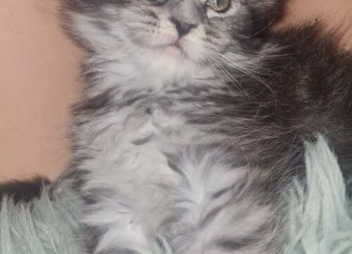 5mainecoonM0626