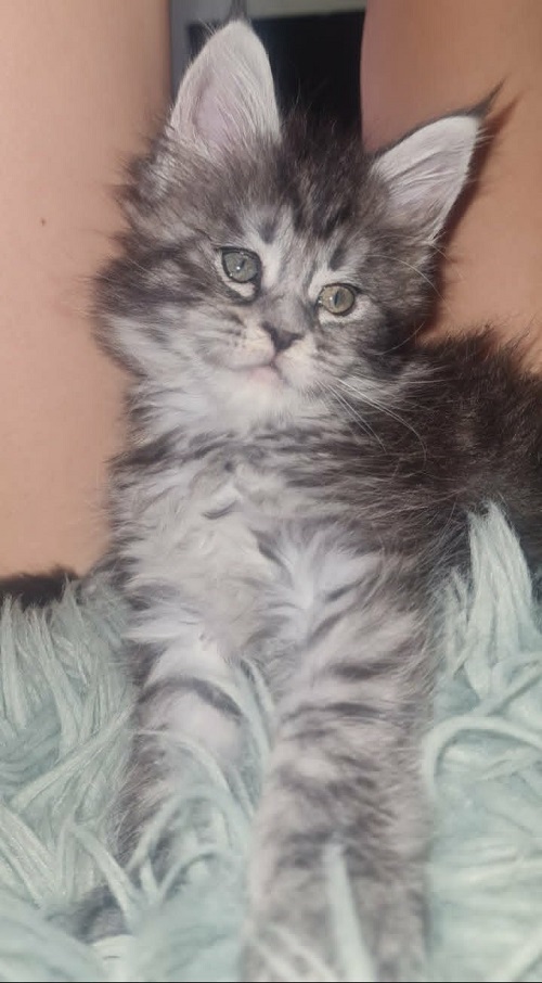 5mainecoonM0626