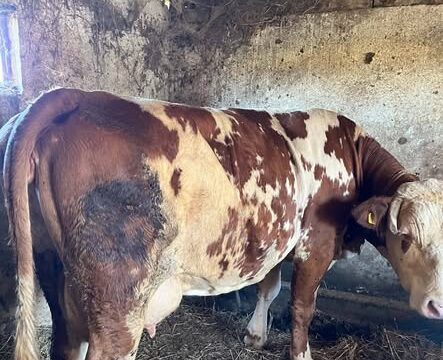 Muzna krava 700 kg na prodaju – cena 2000 €