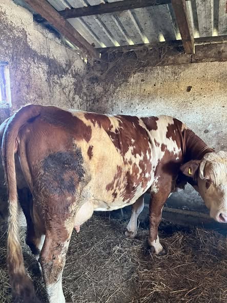 Muzna krava 700 kg na prodaju – cena 2000 €