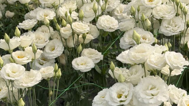 01-viber_slika_2026-06-29_13-32-50-265