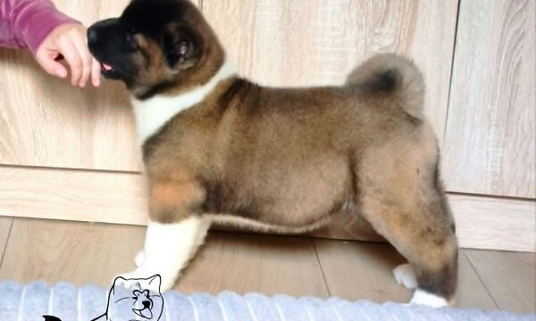 1-americka-akita-MM0826