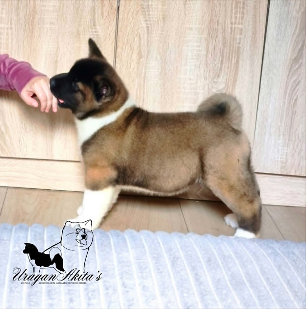1-americka-akita-MM0826