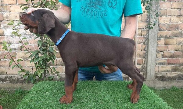 1-dobermanM0826