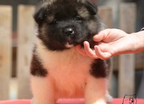 2-americka-akita-MM0826