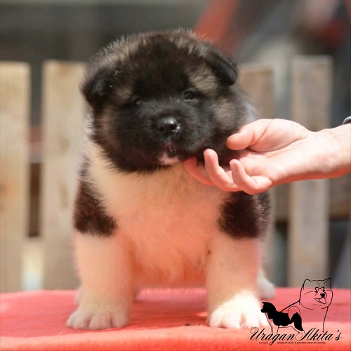 2-americka-akita-MM0826