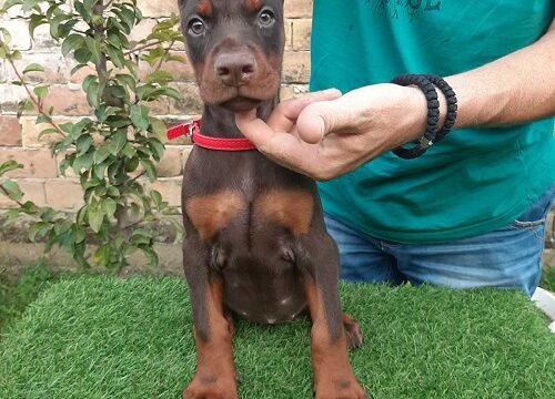 2-dobermanM0826