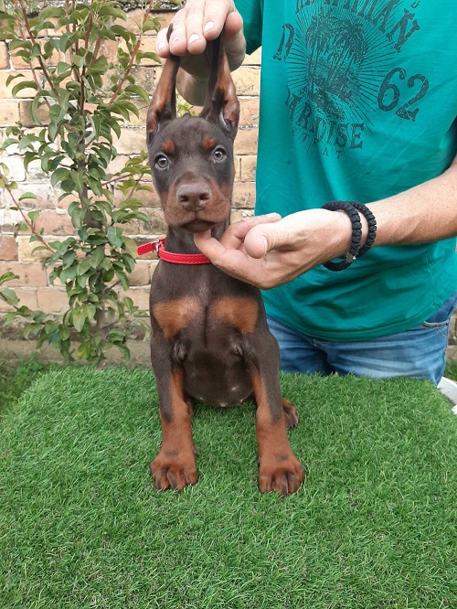 2-dobermanM0826