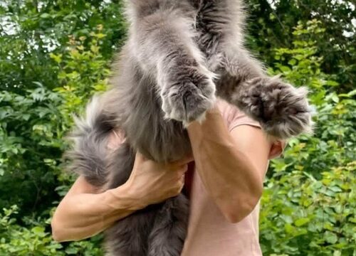 2mainecoonM0826