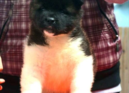 3-americka-akita-MM0826