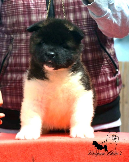 3-americka-akita-MM0826