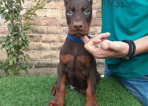 3-dobermanM0826