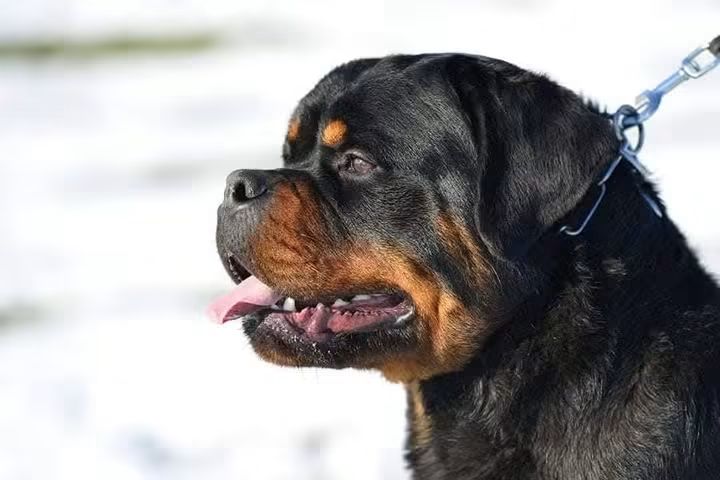 3-rotvajlerDj0826