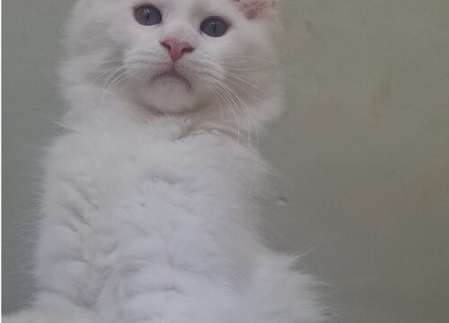 3mainecoonM0826