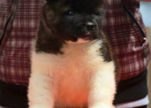 4-americka-akita-MM0826