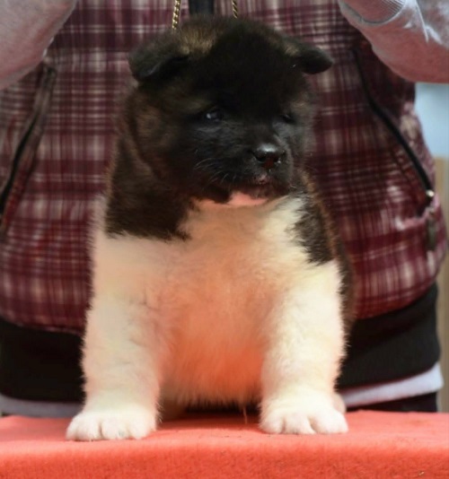 4-americka-akita-MM0826