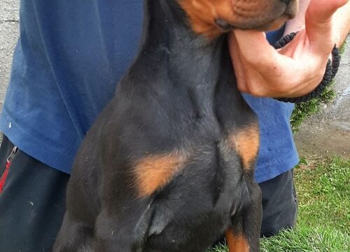4-dobermanM0826
