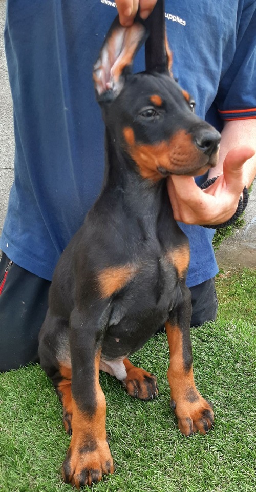 4-dobermanM0826