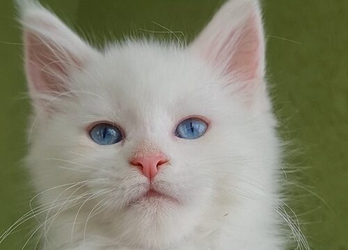 4mainecoonM0826
