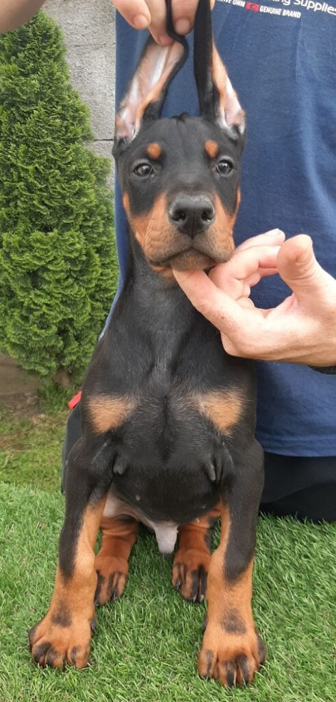5-dobermanM0826