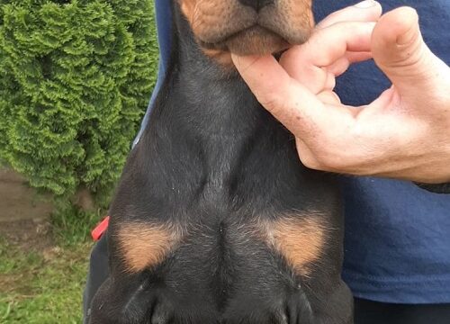 5-dobermanM0826
