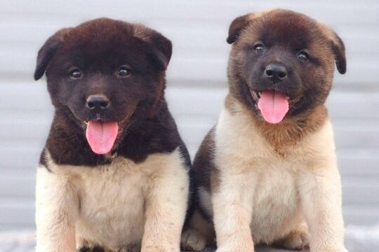 americka-akita-01-2