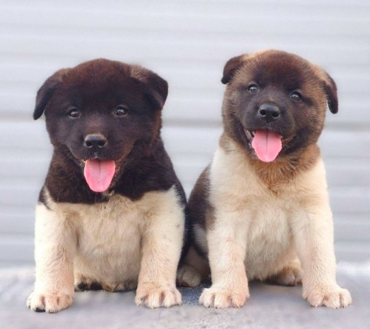 americka-akita-01-2