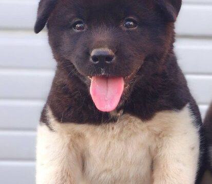 americka-akita-02-1