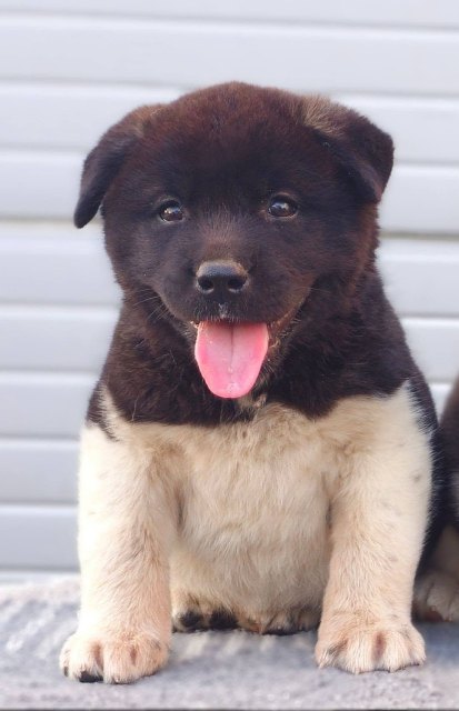 americka-akita-02-1