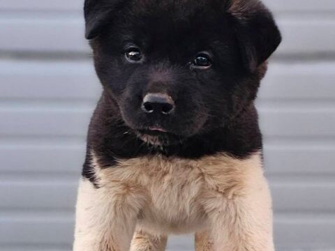 americka-akita-03-1