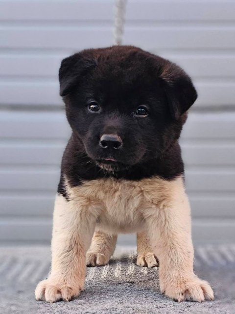 americka-akita-03-2