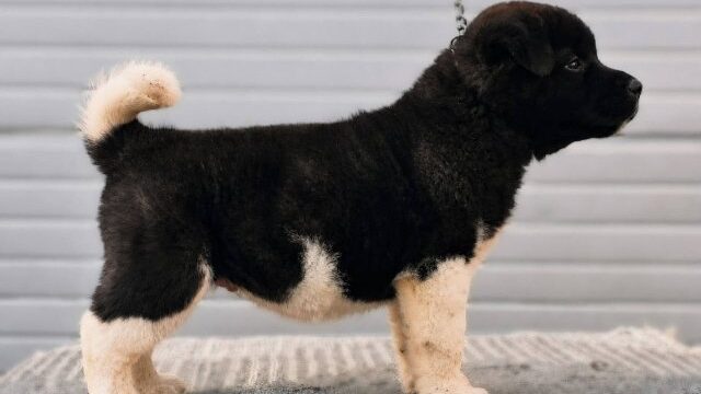 americka-akita-04-1