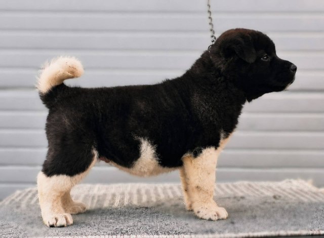 americka-akita-04-1