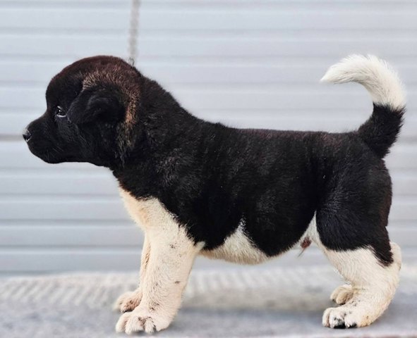 americka-akita-05-1