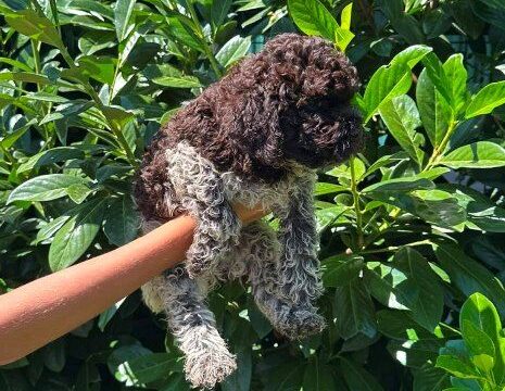 lagotto-romagnolo-02