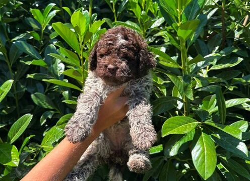 lagotto-romagnolo-04