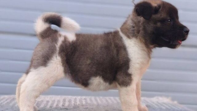 americka-akita-07