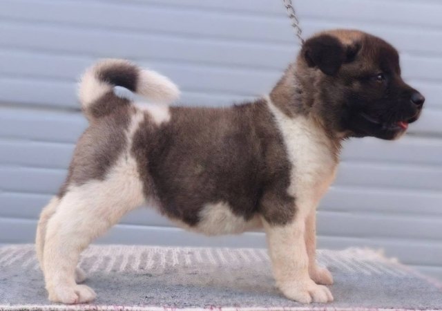 americka-akita-07